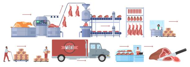 Cattle farming, beef production vector infographic. Meat factory processing line, distribution, sale. Food industry. Cattle farming, beef meat production infographic, flat vector illustration. Meat factory processing line. Distribution, sale, consumption. Food industry. meat factory stock illustrations