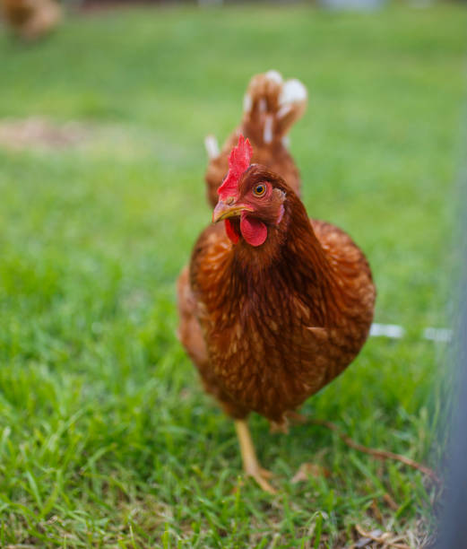 istock Red chicken in green grass 1344420798