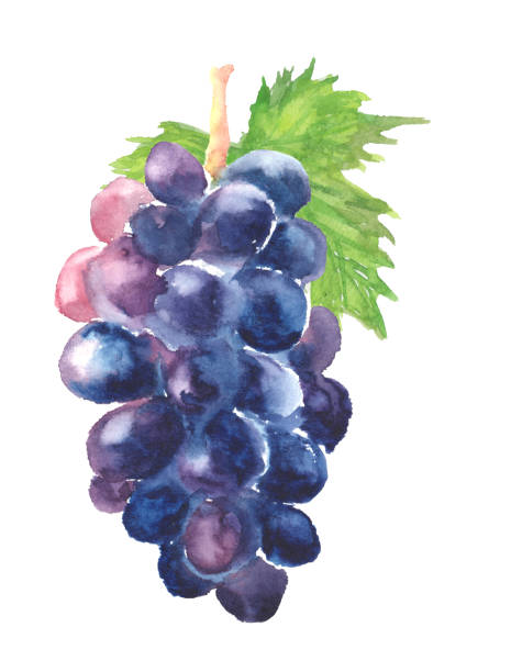 수채화에 그려진 포도의 그림 - red grape stock illustrations