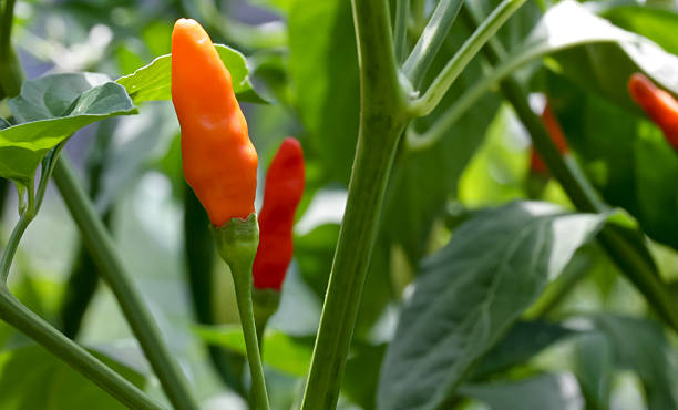 ripe tabasco pepper stock photo