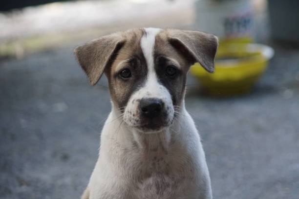 istock Puppy close up 1344421153