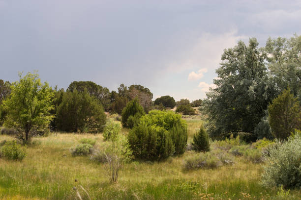 istock Leonora Curtin Wetland Preserve Landscape 1344421307