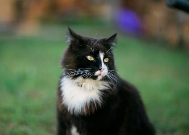 istock fluffy cat outdoors in green grass 1344421892