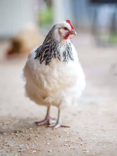 istock white chicken outdoors 1344421893