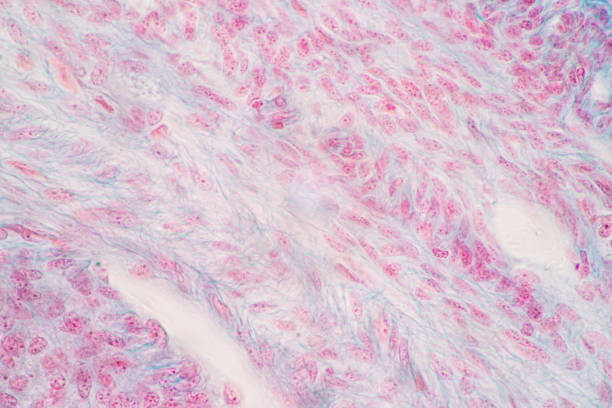 istock Anatomy and Histological Ovary and Testis human cells under microscope. 1344421899