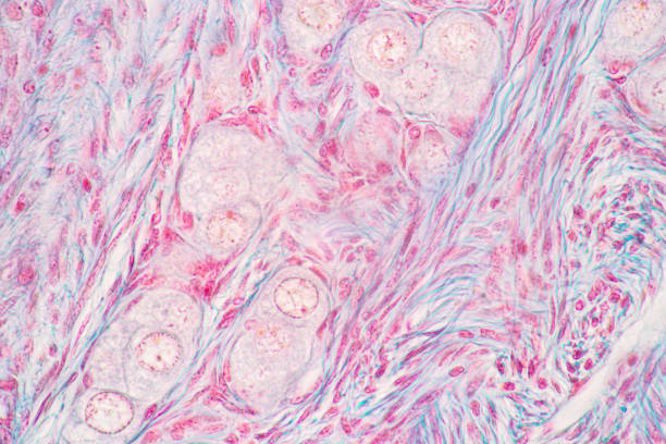 istock Anatomy and Histological Ovary and Testis human cells under microscope. 1344421933