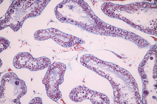 istock Anatomy and Histological Ovary and Testis human cells under microscope. 1344422155
