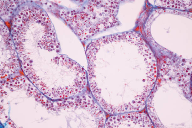 istock Anatomy and Histological Ovary and Testis human cells under microscope. 1344422285