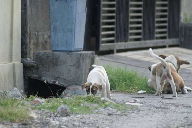 istock Local street puppies play 1344422400