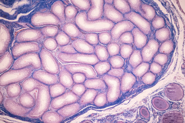 istock Anatomy and Histological Ovary and Testis human cells under microscope. 1344422483
