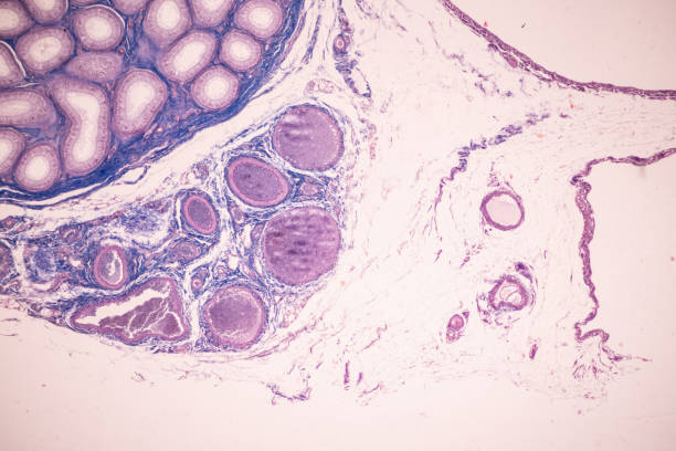 istock Anatomy and Histological Ovary and Testis human cells under microscope. 1344422534