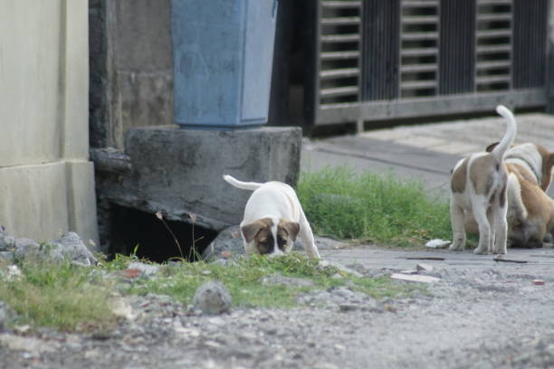 istock Local street puppies play 1344422593