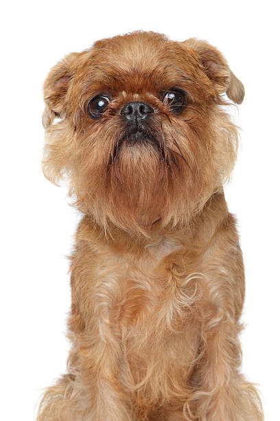 istock Griffon Bruxellois on a white background 134442262