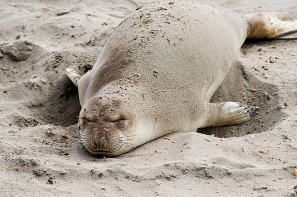 istock Female Northern Elephant Seal 134442302