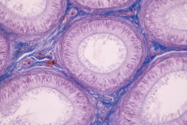 Anatomy and Histological Ovary and Testis human cells under microscope. stock photo