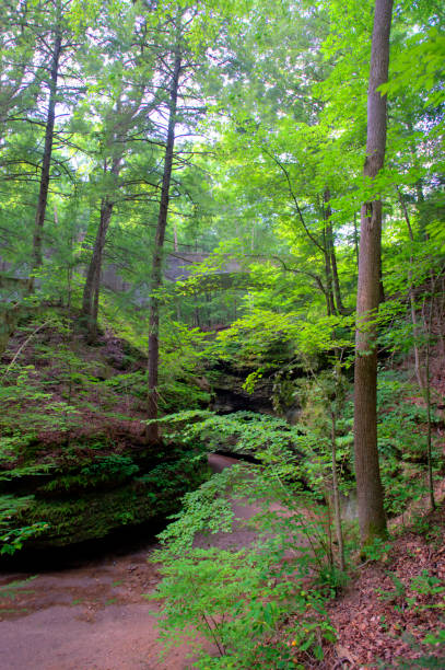 istock Small canyon in the woods-Turkey Run, Indiana 1344423839