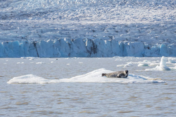 istock Seal on the ice floe 1344423970