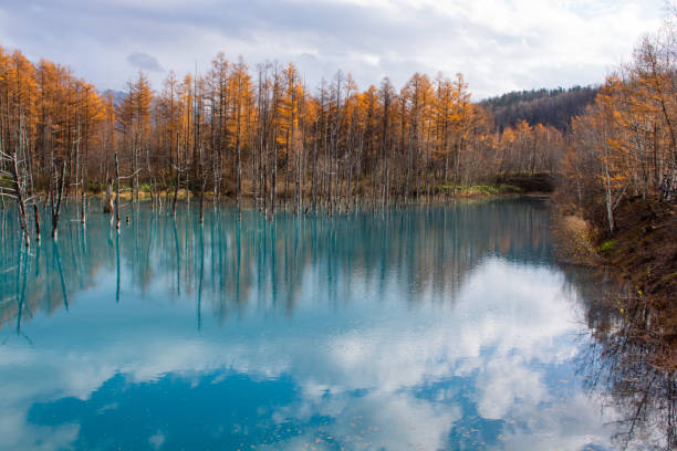 Yellow-leaved forest and blue pond in Biei Yellow-leaved forest and blue pond in Biei shirogane blue pond stock pictures, royalty-free photos & images