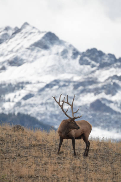 istock Elk bull (7 by 7) following one of his cows for mating 1344428025