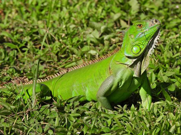 istock Green Iguana (Iguana iguana) resting in the grass 1344428045