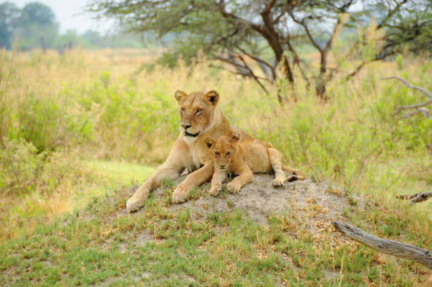 A lioness with her cub rests positioned on a small hill from where you can check the surroundings.