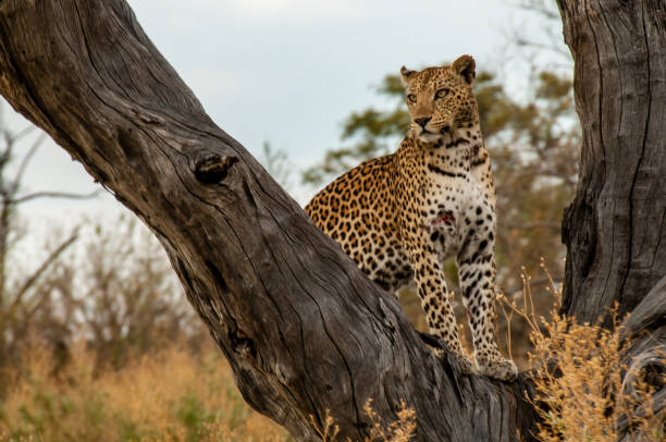 istock Young leopard on a tree in the Moremi Reserve 1344430224