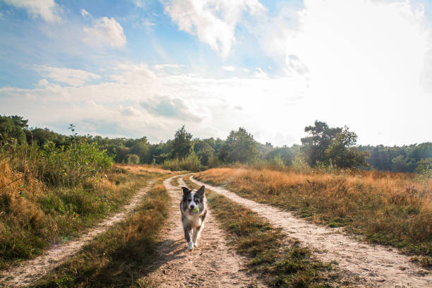 istock Border collie heathland playtime 1344430898