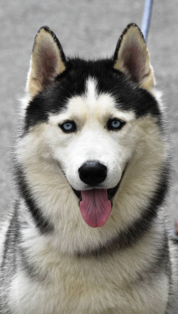 istock husky dog looking at the camera 1344433169