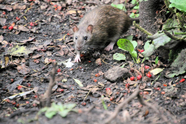 A close up of a Rat at Martin Mere Nature Reserve