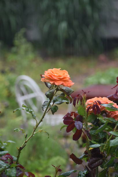 istock Heavy rainy weather - the rose almost shines. 1344435951