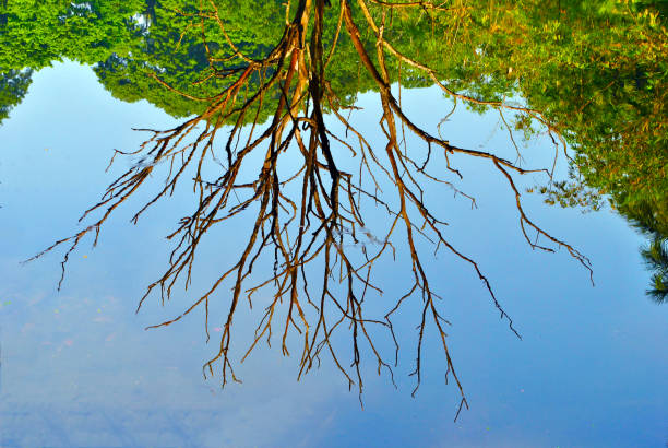 istock The reflection of a dry tree on the lake. 1344436067