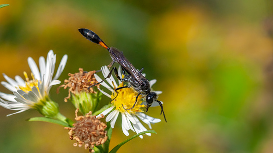 A closeup of a Swollen-Thighed Bettle - Oedemera Nobilis perched on a yellow flower