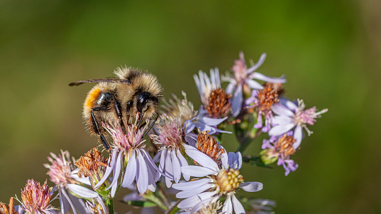 A tricolor bumblebee forages an aster flower.