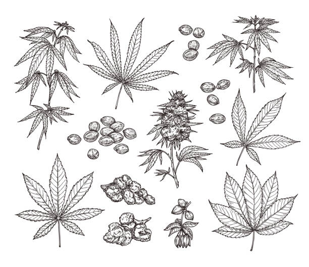 ilustraciones, imágenes clip art, dibujos animados e iconos de stock de boceto conjunto de hojas, ramas, semillas y flores de cannabis. ilustración botánica en estilo vintage - hemp