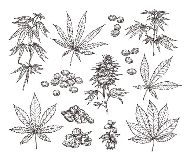 Sketch set of leaves, branches, seeds and flowers of cannabis. Botanical illustration in vintage style Sketch set of leaves, branches, seeds and flowers of cannabis. Botanical illustration in vintage style cannabis plant stock illustrations