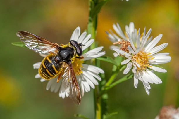 istock Syrphe, (Sericomyia chrysotoxoides) Oblique-banded Pond Fly. 1344438004