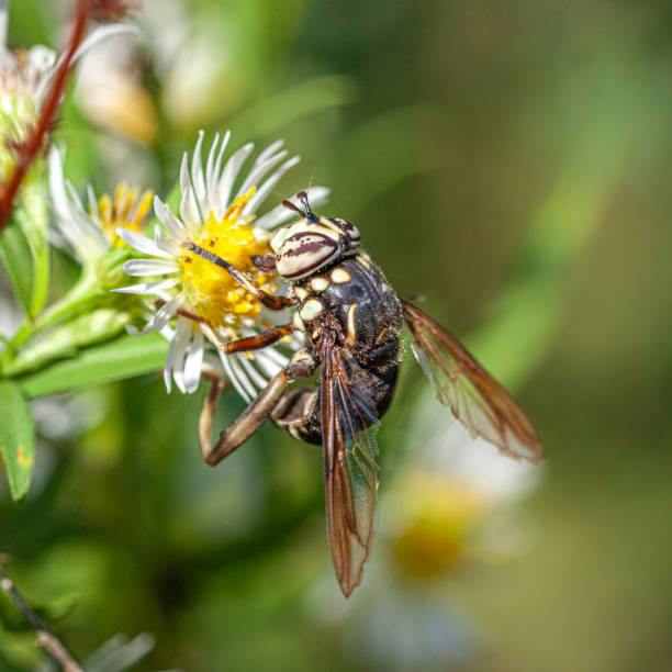 istock Syrphe, (Spilomyia fusca), Bald-faced Hornet Fly. 1344438141