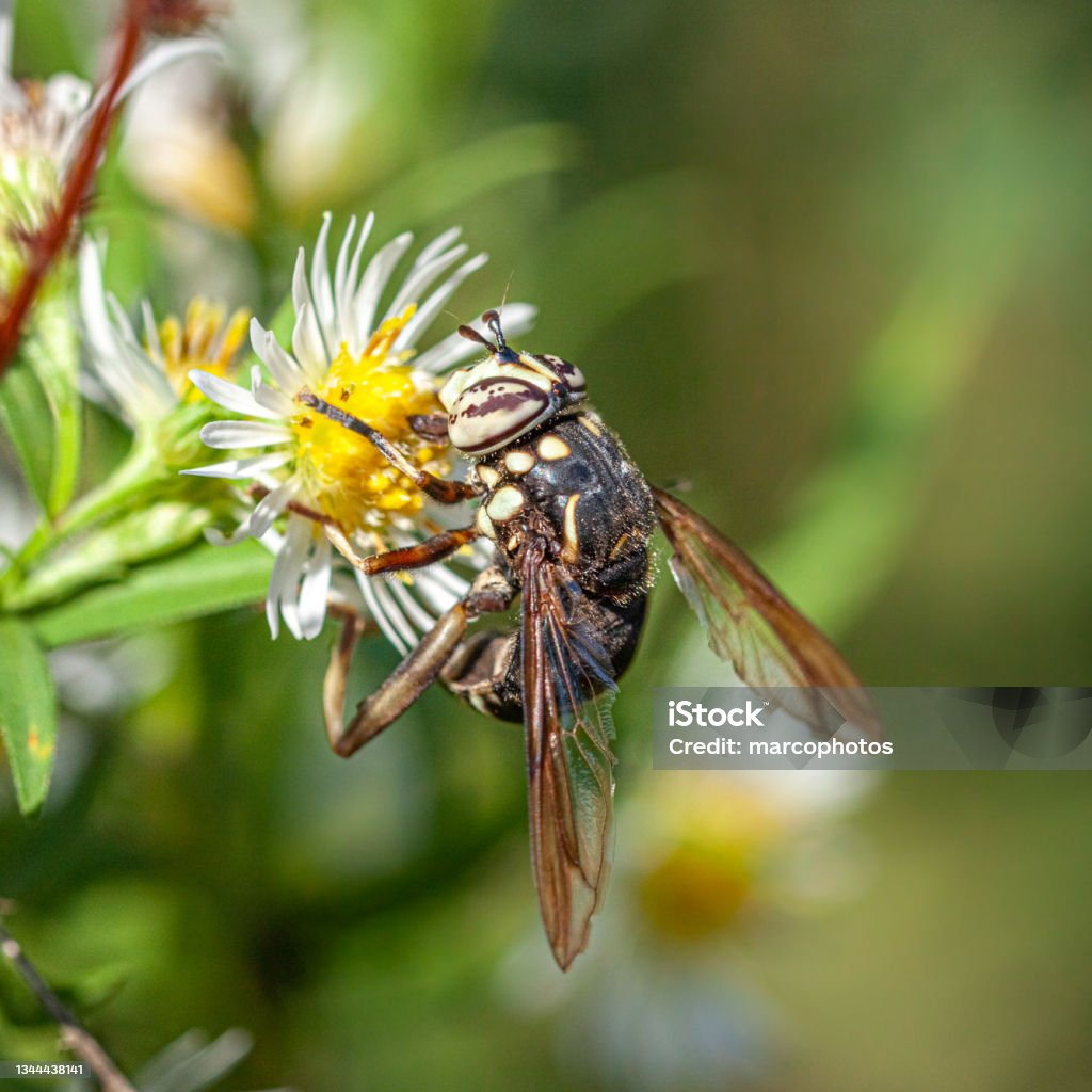 Syrphe, (Spilomyia fusca), Bald-faced Hornet Fly. A Syrphe forages an aster in autumn. Adventure Stock Photo