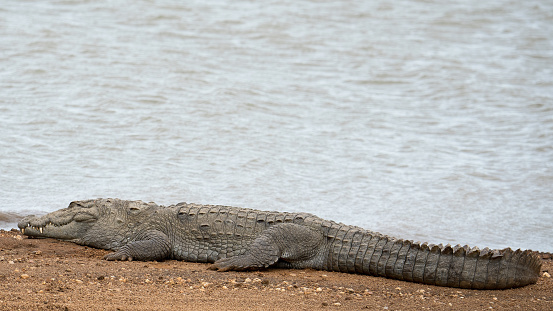 A  crocodile lying next to the water in Udawalawe National Park in Sri Lanka.