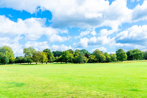 Summer Landscape in park Summer Landscape in park natural parkland stock pictures, royalty-free photos & images