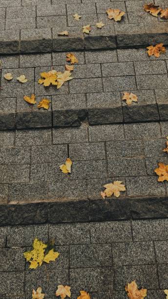 istock yellow maple leaves on a stone road, autumn park 1344439545