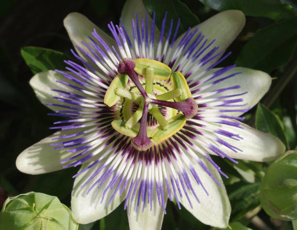 istock Blossom of Passiflora 1344439790