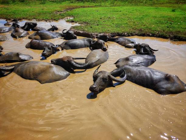 istock Wild asian kate buffalo taking bath in muddy water hd 1344440723