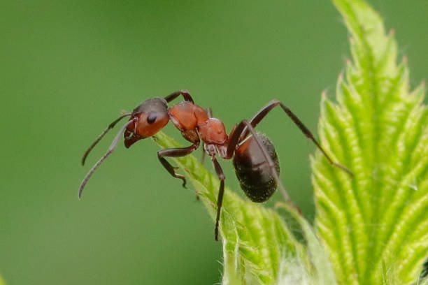 fourmi rousse des bois (formica rufa) - wood ant photos et images de collection