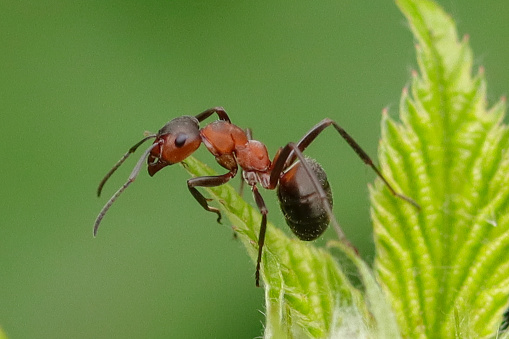 Red wood ant on unidentified plant