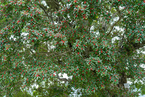 A tree bearing red fruit
