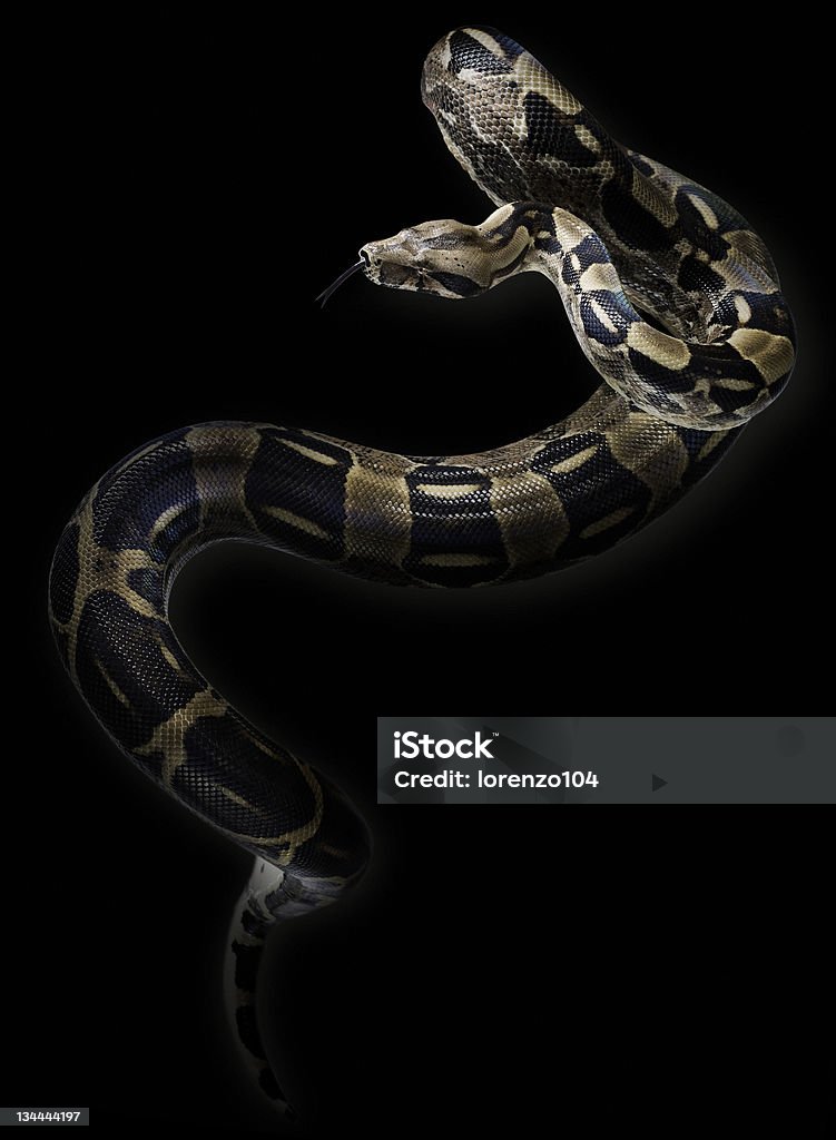 Wild serpiente sobre un fondo negro. - Foto de stock de Fondo negro libre de derechos