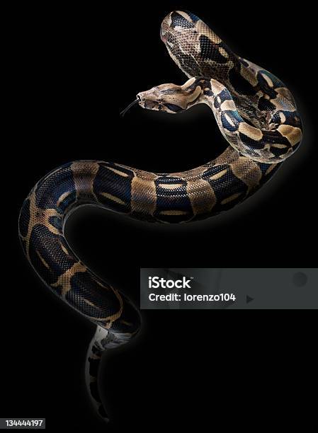 Wild Serpiente Sobre Un Fondo Negro Foto de stock y más banco de imágenes de Fondo negro - Fondo negro, Serpiente, Reptil
