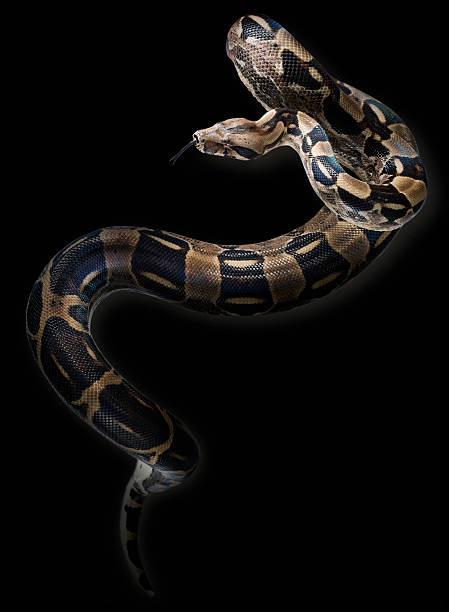 Wild Snake on a black background Boa in front of a black background. Hand made clipping path included snake with its tongue out stock pictures, royalty-free photos & images