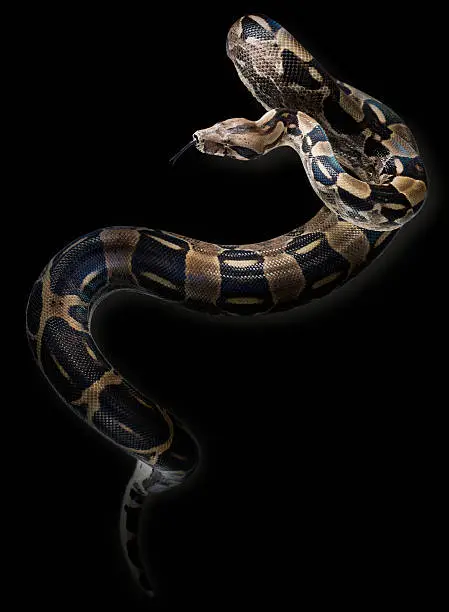 Photo of Wild Snake on a black background